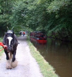canal horse